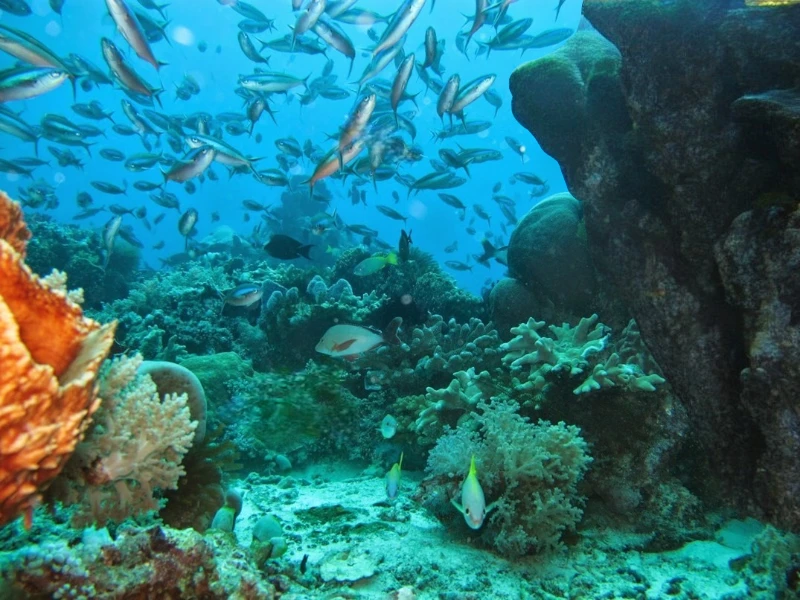 Teluk Triton, Surga Bagi Para Peneliti Biota Laut di Papua